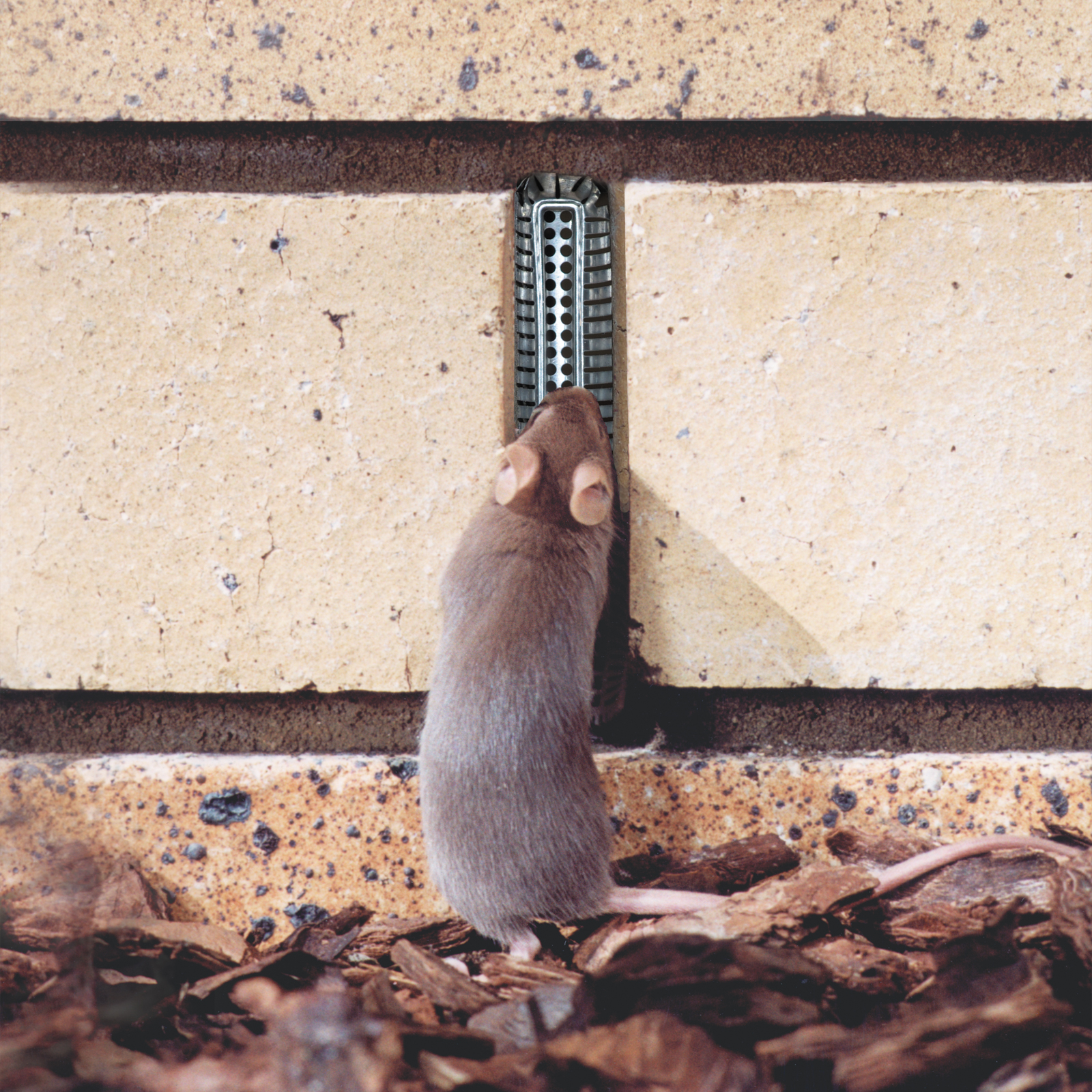 Protector mouse 1600x1600