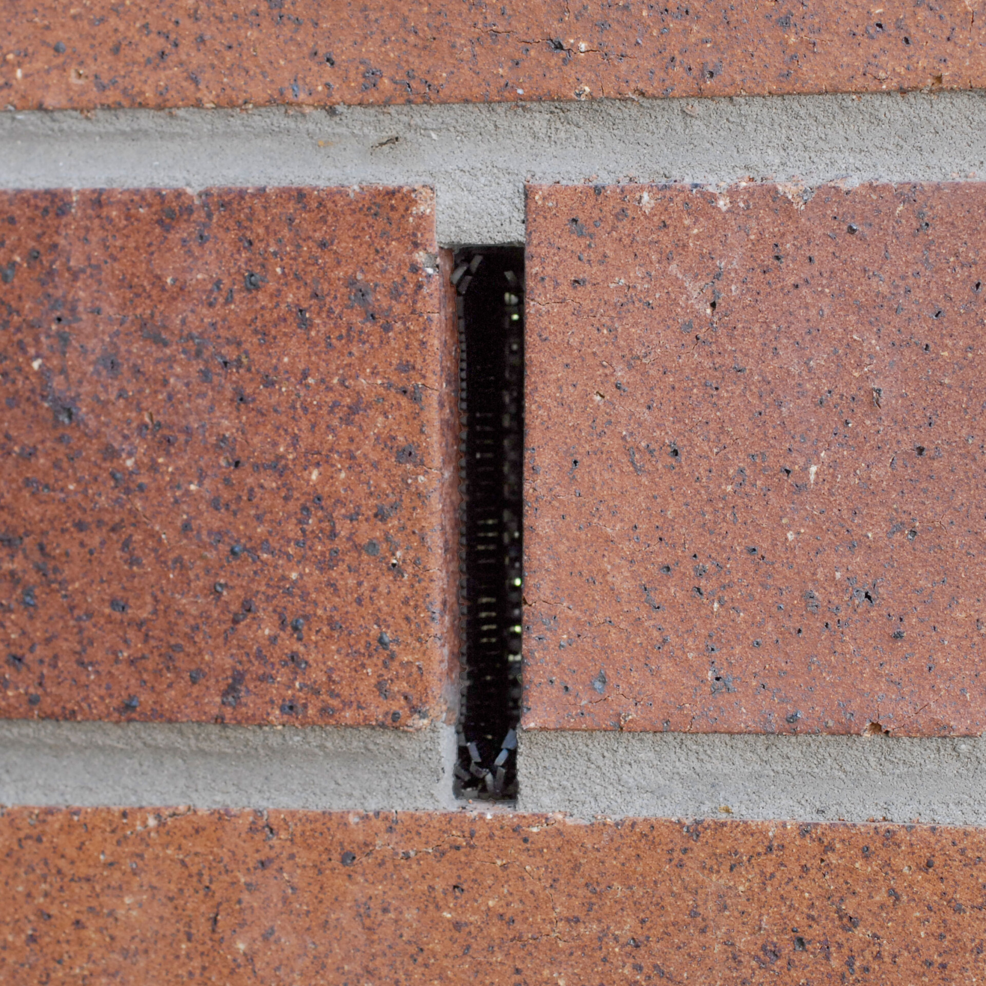 Termite Protector in wall 2