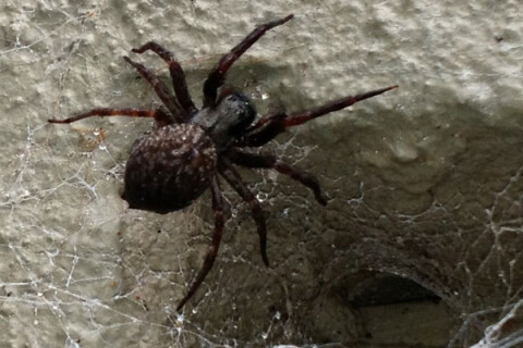 black house spider