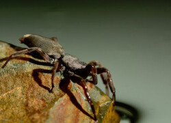 white tailed spider