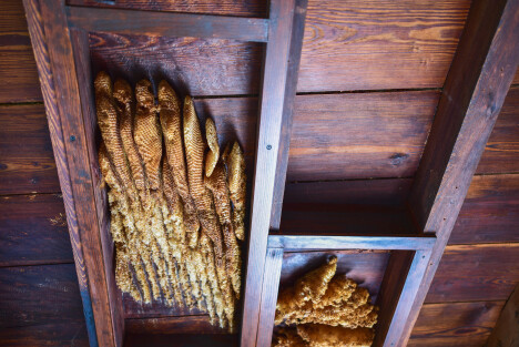 Bee hive in wall cavity