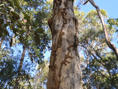 termite-mudding