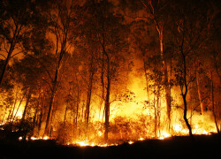 bushfire