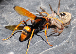 mud dauber plus spider