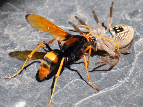 mud dauber plus spider