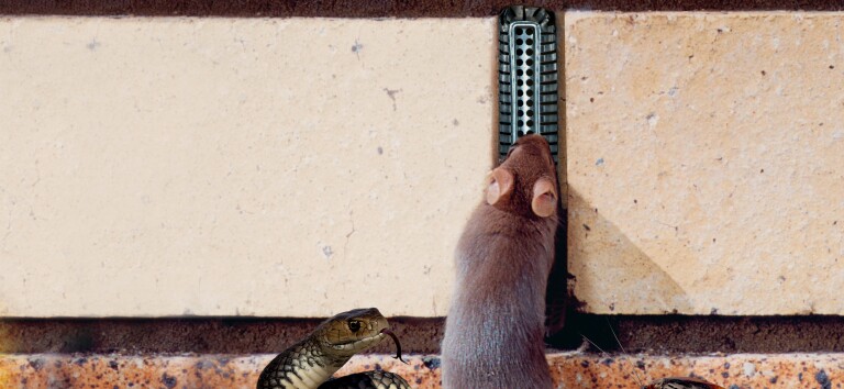 Protector mouse fire RGB